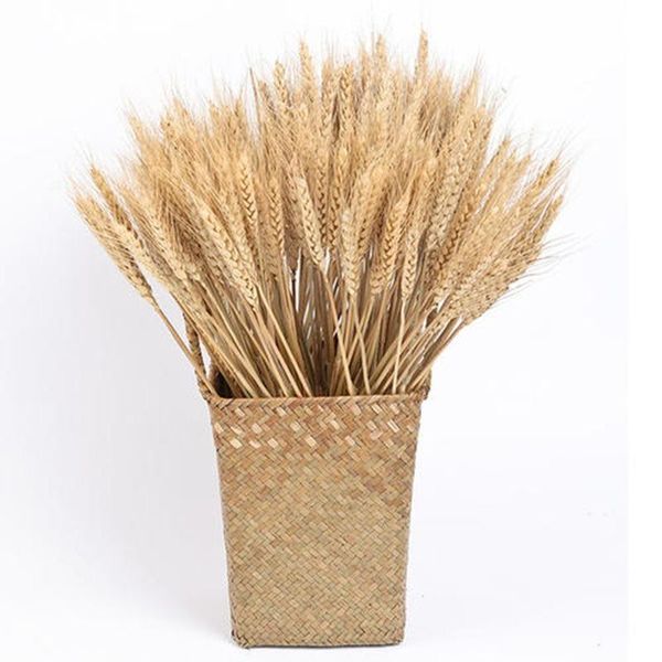

decorative flowers & wreaths 100pcs/lot real wheat ear flower natural dried bouquet for wedding party home decor diy craft color ears
