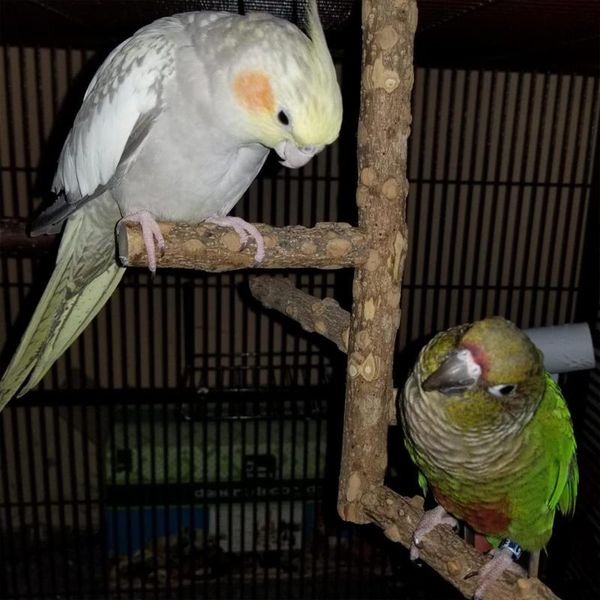 

other bird supplies parrot swing wooden perches rotating log pet cage hanging stand bar