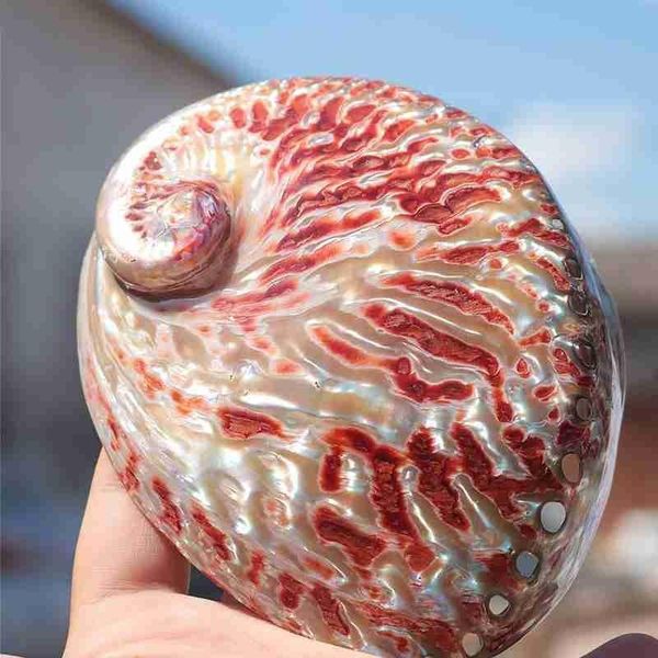 

novelty items polished natural conch shells large bright red abalone shell containing box home window decoration material