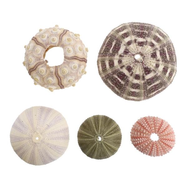 

novelty items 5pcs decorative urchin shell diy craft sea decor accessories