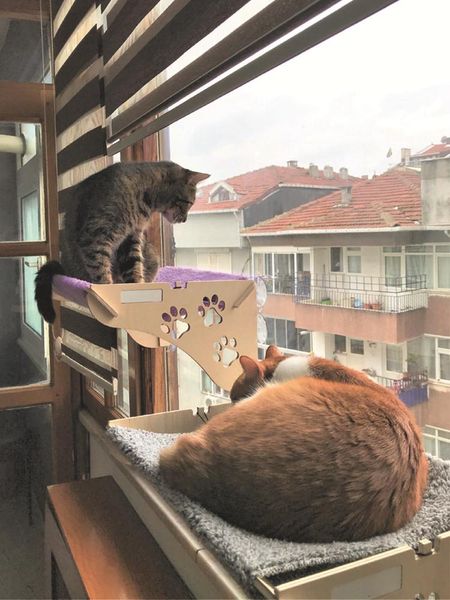 

cat beds & furniture cute pet hammock comfortable sunny seat window mount soft shelf supplies detachable strong suction