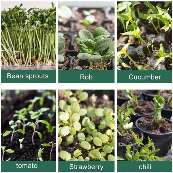 

round growth box succulents transparent tray vegetables with drain holes planters & pots