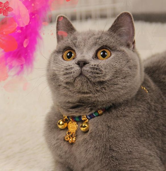 

pet supplies collar cat necklace longevity lock spot wholesale bell collars & leads