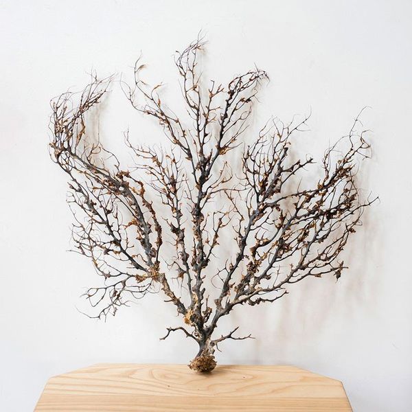 

decorations diy 8/15/cm landscape natural coral amtipathes sp specimen black aquarium artware plant aquario decoration ornament