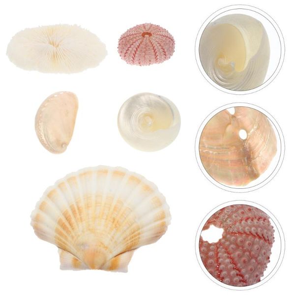 

5pcs natural coral shell pography props mixed sea shells conch novelty items