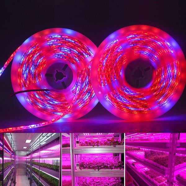 Streifen Foxanon 5 m LED-Pflanzenwachstumsstreifenlicht wasserdicht DC 12 V Hydstems wachsen 60 LEDs/m Vollspektrum-Aquarium-Gewächshaus