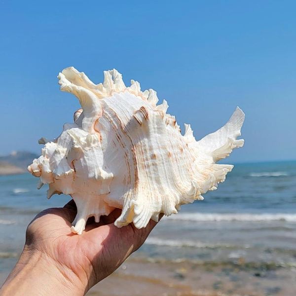 

novelty items natural large conch shell kirin snail thousands of hand collection gifts african turban seashell coral