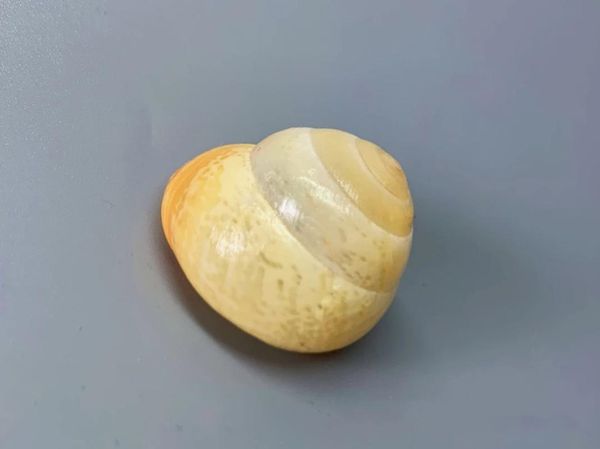 

novelty items natural shells, conch, selected collections, hermit crab replacement shell ornaments, aquarium snail