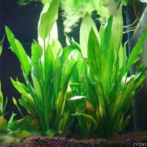 

decorations 14cm underwater artificial aquatic plant ornaments aquarium fish tank green water grass landscape decoration akvaryum dekor-w110