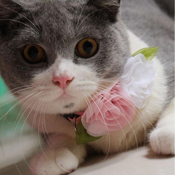 

[mpk store] pet wedding flower collar, cat assessory dog collars & leashes