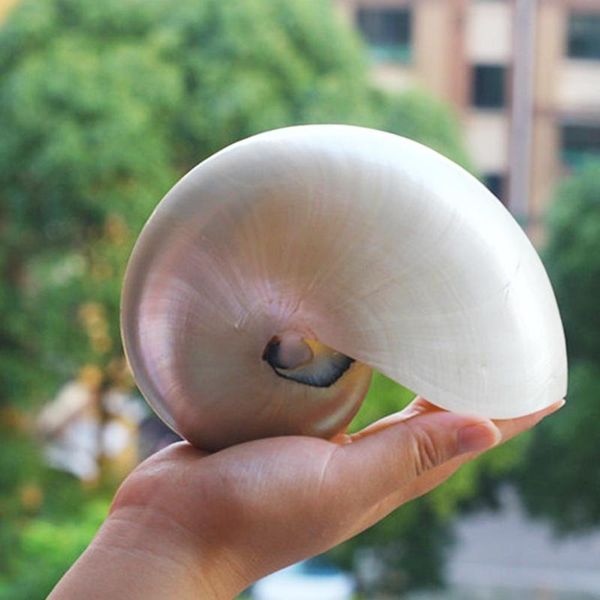 

pearled beauty nautilus pompilius natural conch shell aquarium parrots figurines seashell decor coral chambered gift miniat x2y3 novelty ite