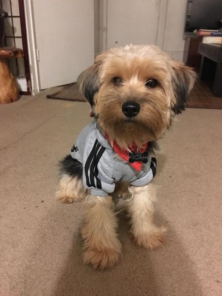 

dog apparel pet cat sweater puppy t shirt warm hooded coat clothes