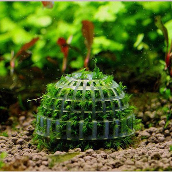 

fish aquarium alive live fishes plants aquaristics shrimp moss ball water grass balls decorations