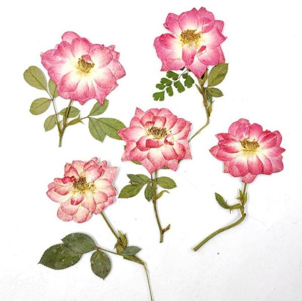 

decorative flowers & wreaths 60pcs dried pressed pink rose flower with stalk plant herbarium for jewelry postcard bookmark phone case craft