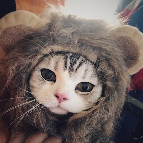 

cat costumes funny cute pet costume cosplay lion mane wig cap hat for xmas halloween clothes fancy dress with ears autumn winter