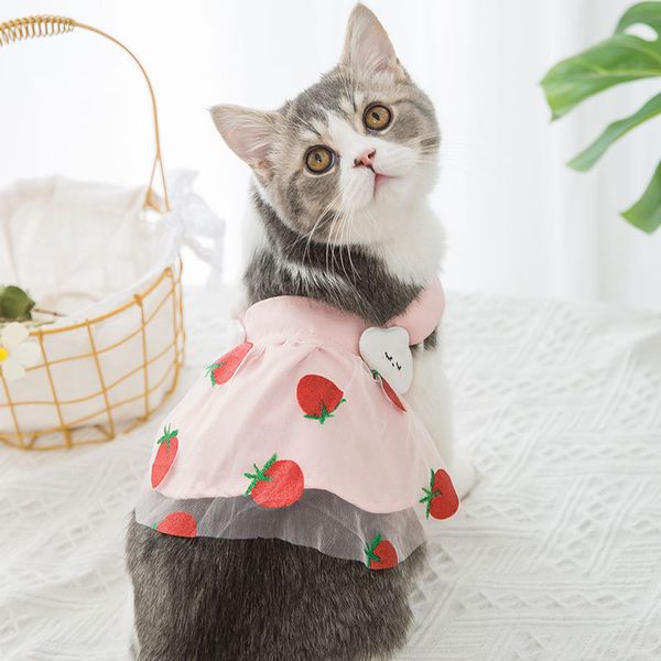 

year's dog drs teddy cat pet cloth summer french fight small puppy bear
