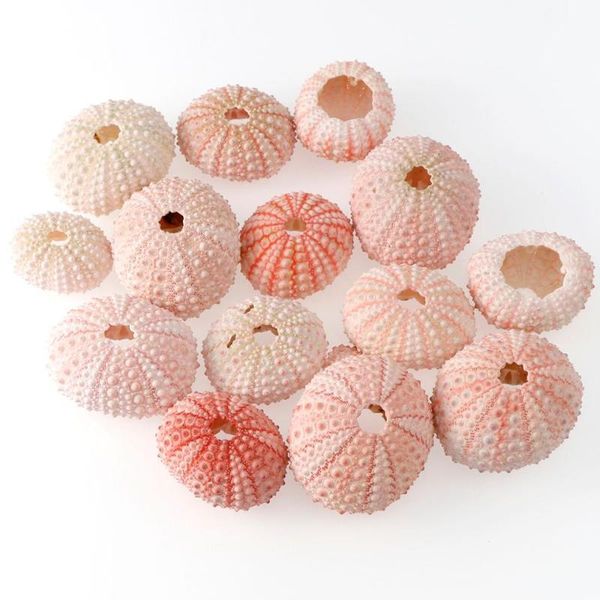 

novelty items 2/4/6pcs 3.5-5 cm natural small pink sea urchin shell conch beach wedding decoration coastal home