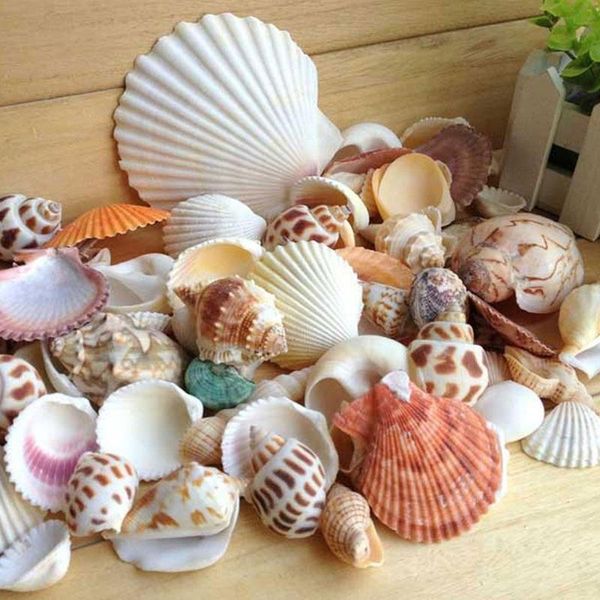 

decorations aquarium beach nautical diy sea shells mixed bulk approx 100g