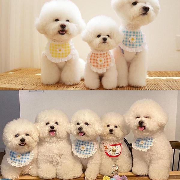 

dog apparel pet cute collar cat decor supplies plaid flower scarf bichon teddy puppy clothes accessories for small dogs 2021