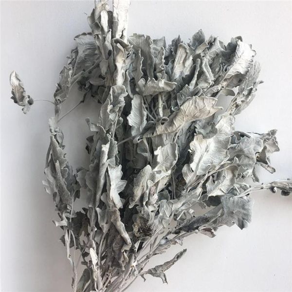 

decorative flowers & wreaths 2021 natural air-dried silver leaf chrysanthemum wedding bouquet accessories diy arrangement decor arrangemen h