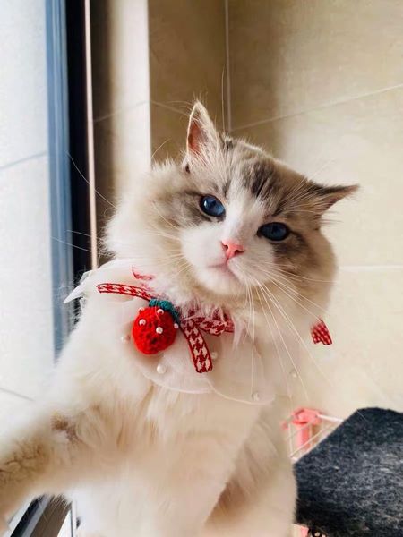 

dog cat bandanas & hats birthday bandana hat lace flower cute sweet dailywear casual toys for cats costumes