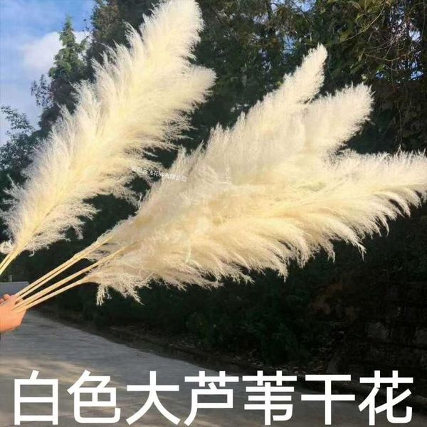 

3pcs natural reed dried flower big pampas grass bouquet wedding ceremony decoration modern home decorative flowers & wreaths