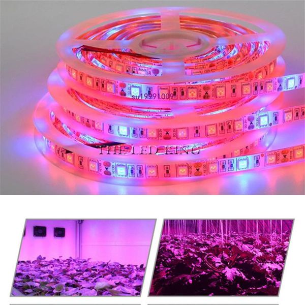 

phyto lamps grow lights smd led strip light dc12v red blue 3:1 4:1 5:1 for greenhouse hydroponic plant growing 5m/lot
