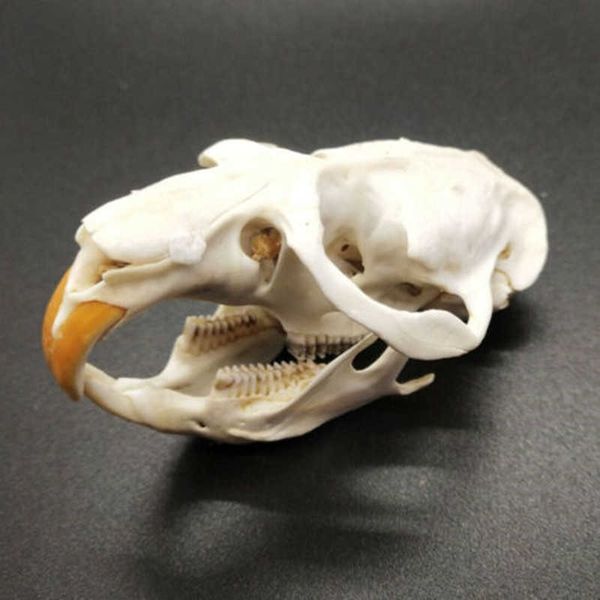 Vero e proprio animale cranio Ondatra zibethicus topo muschiato teschio osseo scheletro biologia campione tassidermia mestiere regalo naturale moda 210610