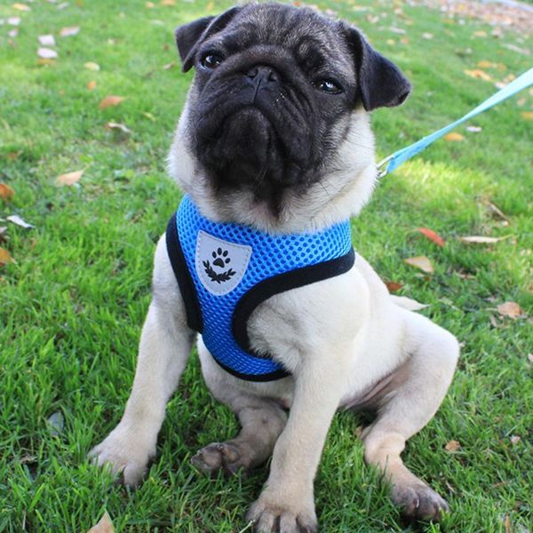 

dog collars & leashes harness puppy pet dogs vest mesh padded collar cat chest strap leash for small medium