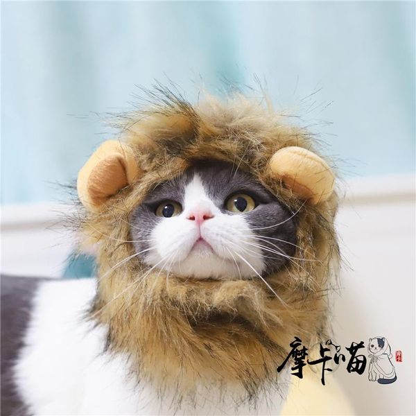 

cat costumes moka, king of the jungle, pet cat, lion headgear, dog hat, wig, transforming hat