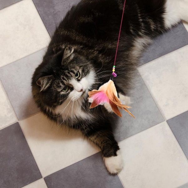 

cat toys feather wand fun dangler bell teaser rod play pet game colorful