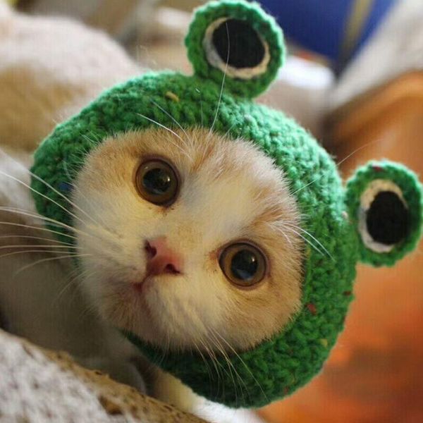

cat costumes knitting cute animal puppy frog hat winter autumn handmade cotton party funny dog cap accessories for little small pet goods