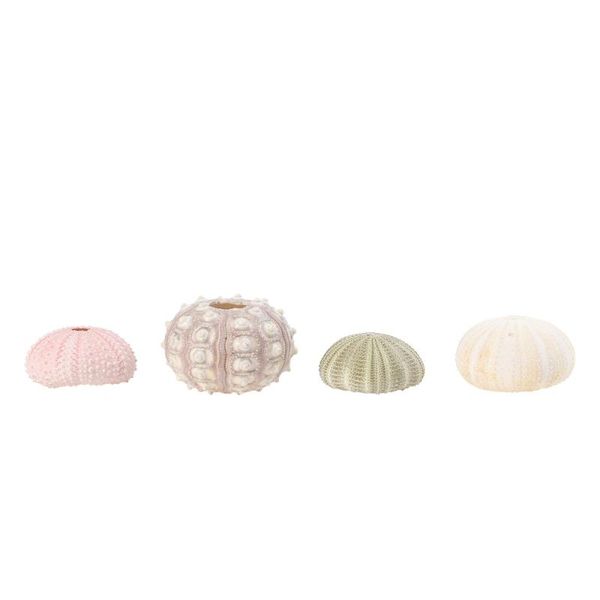 

novelty items 4pcs creative sea urchin ornaments tillandsia cultivation containers diy planting pots for home shop office