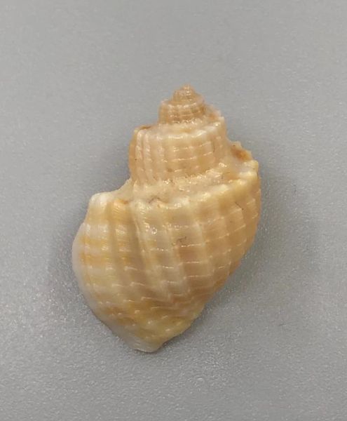 

novelty items natural shell and conch boutique rare collection