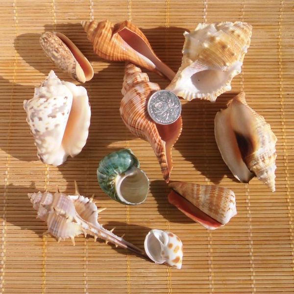 

conchas muszelki boutique package gift creative cowrie shells coral birthday gifts knutselen hobby novelty items