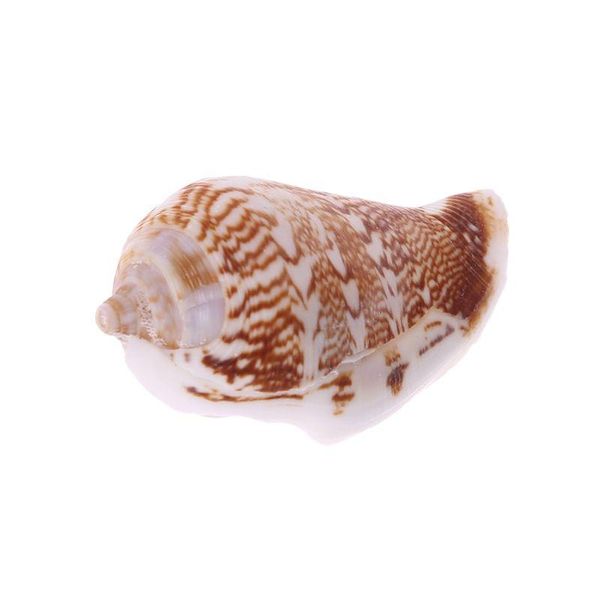 

fish tank natural sea shells decor shrimp hide area aquarium ornaments x7je decorations