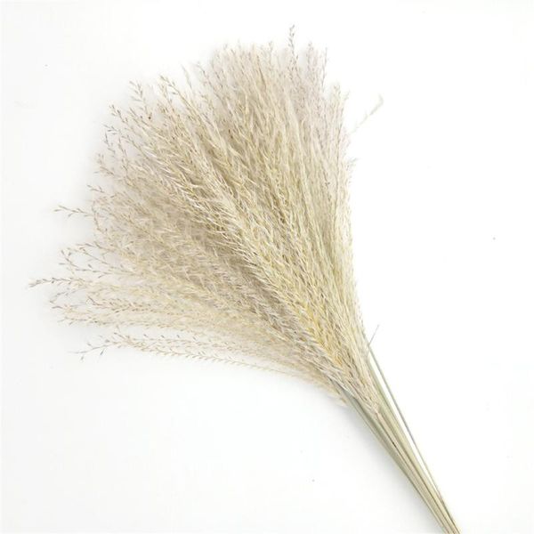 

decorative flowers & wreaths 25 pcs wedding pampas flower natural real grass dried decor home office plant ornaments