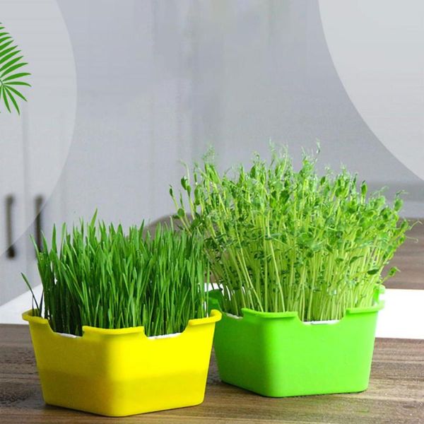 

pentagonal box sprouts seedling tray multifunctional planting cat grass children's diy planters & pots