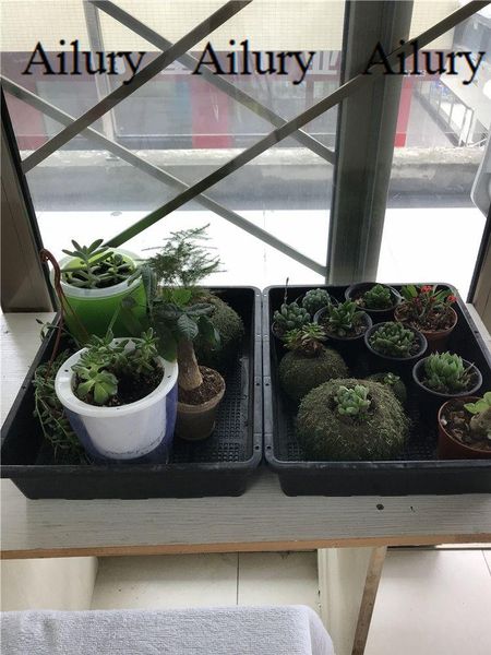 

planters & pots small black square seedling tray,fleshy leaf inserting pot,seedling plate,bean sprouts,vegetable plate,flower