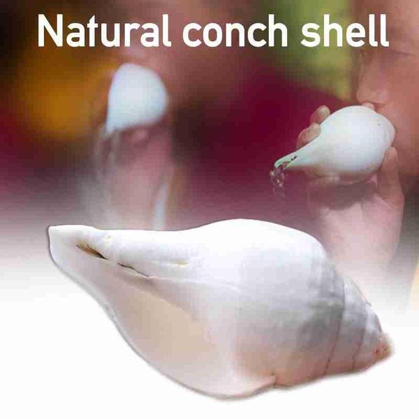 

natural conch shells india specimen snail decoration shell seashells tank decor fish home window landscaping novelty items