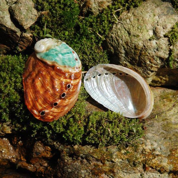 

decorative objects & figurines abalone shell nautical decor seashell beach wedding shells ocean jewelry diy soap dish aquarium home