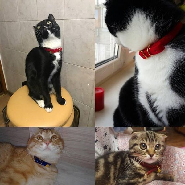 

cat collars & leads kittens bell solid puppy dog safety collar comfort chihuahua products