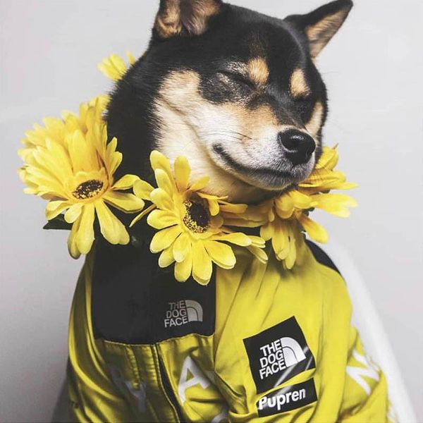 

dog apparel winter clothing windproof fashion big dog's pet searchlight