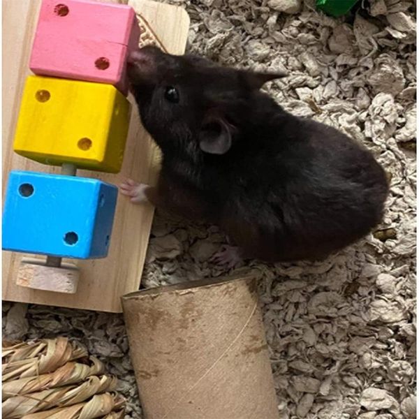 PEQUENA PEQUENA PROMUTORES B0KC Pet Toys Plataforma de madeira com blocos de madeira coloridos para hamster Gerbil Degum Cage Acessórios