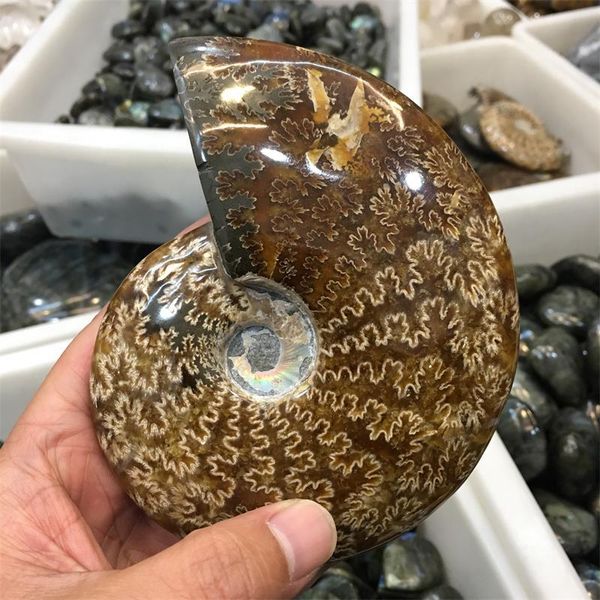 

decorative objects & figurines beautiful spiral natural petrified stone madagasca shell fossil specimens exquisite gift for collection