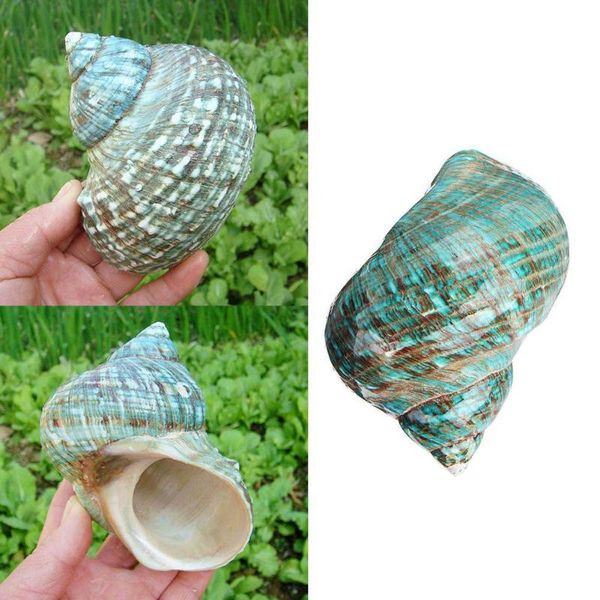 

natural green conch sea shell coquillage home decoration diy craft handmade seashell decor coquilles de conque novelty items
