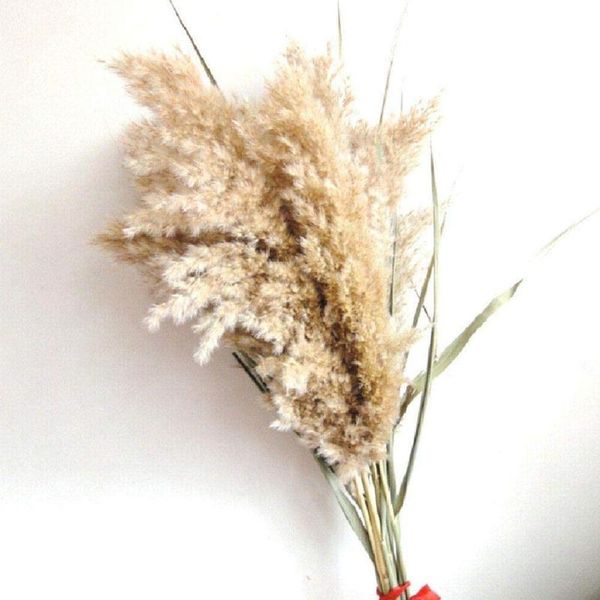 

decorative flowers & wreaths 30pcs 50pcs dried brown bouquet pampas grass decor wedding flower bunch natural plants for home decorations 202