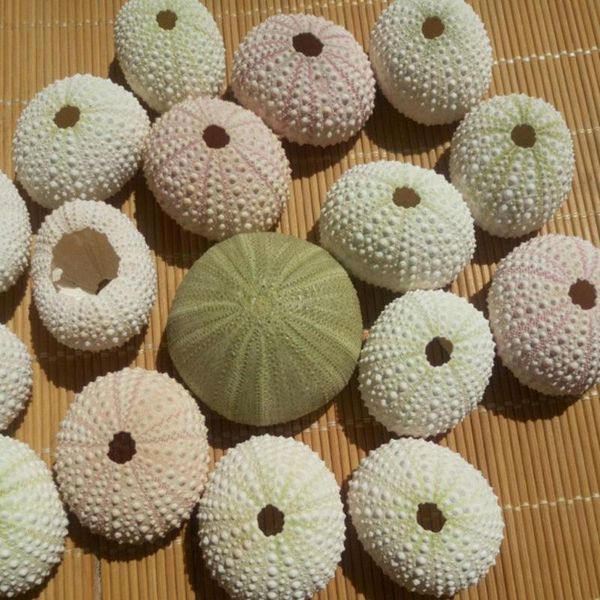 

decorations natural bkhl green sea urchin shell aquatic conch beach decoration featured tourist craft accessories home coastal wedding v0p6