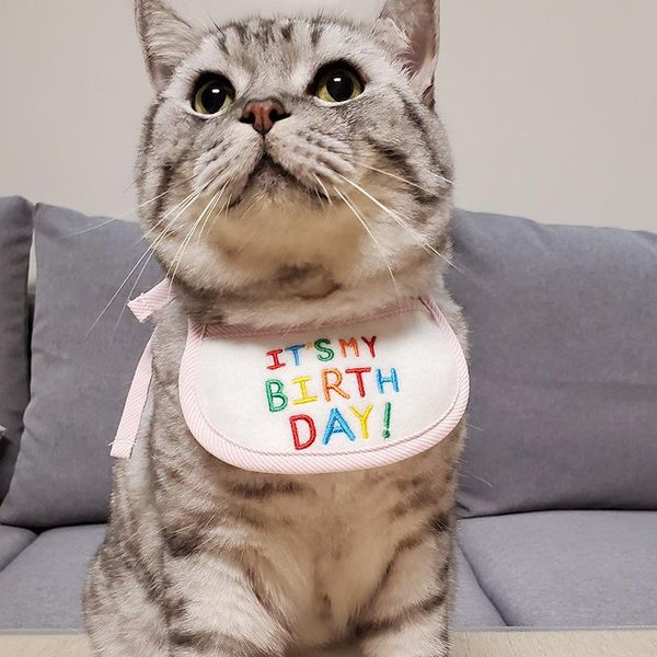 

pet kitten cat puppy dog bib holiday birthday products triangle scarf costumes