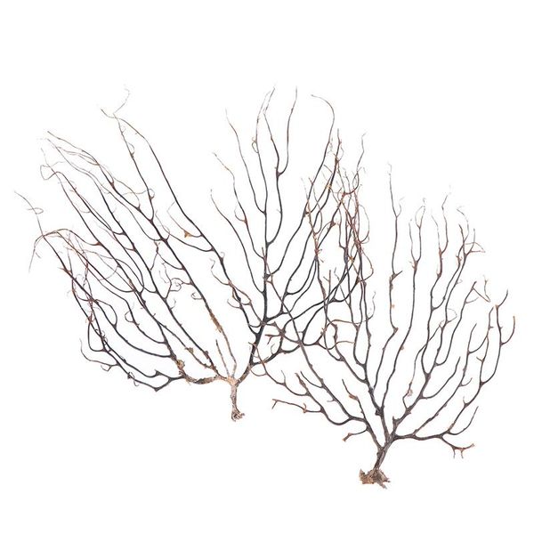 

natural conch shell simulation sea willow iron tree coral branch craft household home decoration seafish ornamento 2size decorative objects